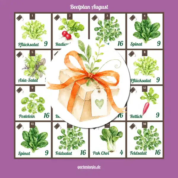 Vorschau des Beet-Plans „Herbstfreude“ (Beetplan für den Start im August, mit Geschenk-Icon)