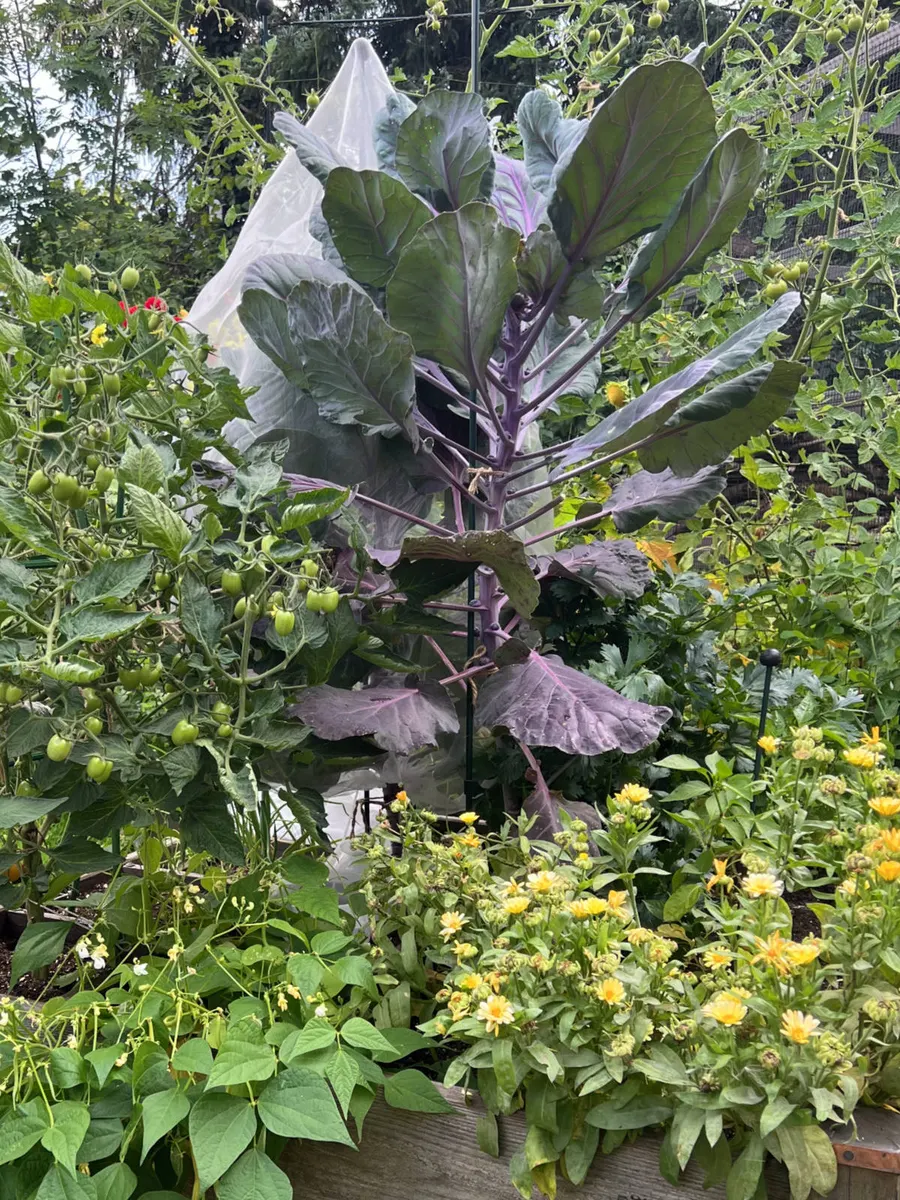 Roter Rosenkohl, Tomaten und gelbe Blüten in Gartentanjas Quadratgarten am Bückeberg