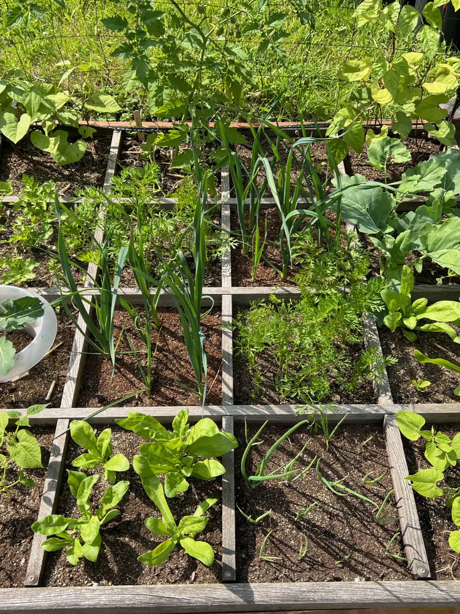 Quadratbeet von oben mit Holzraster und jungen Pflanzen in Gartentanjas Garten am Bückeberg