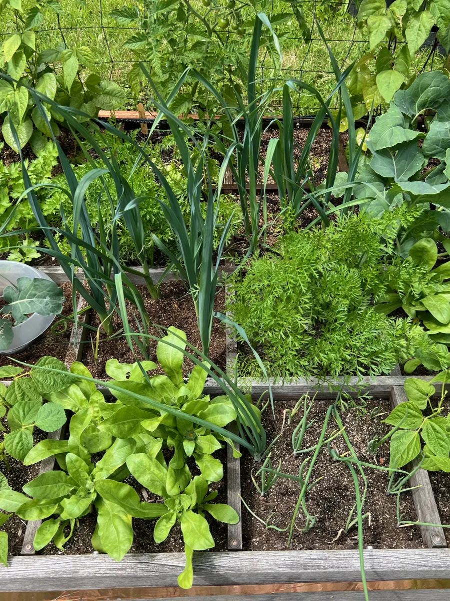 Quadratbeet mit Zwiebeln, Salat und Kräutern in Gartentanjas Garten am Bückeberg