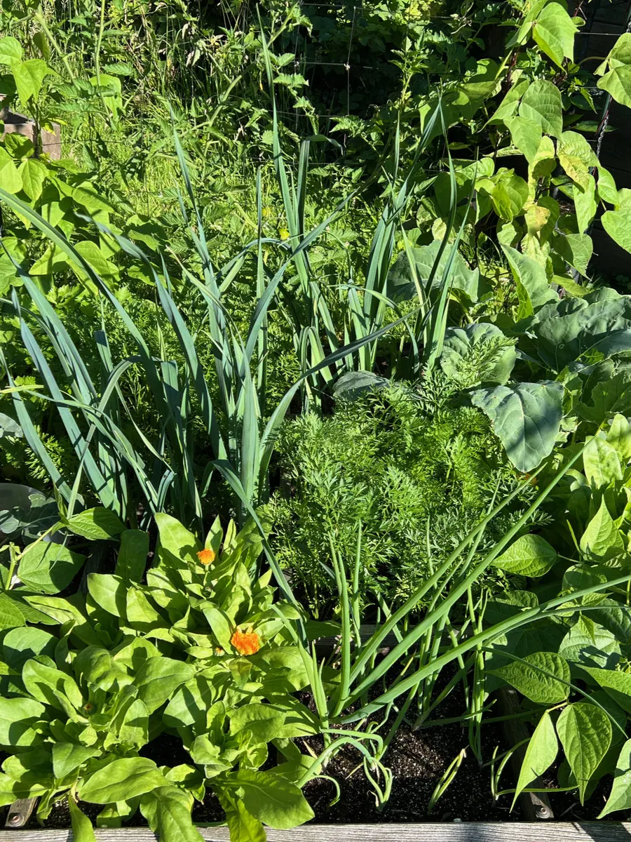 Üppiges Quadratbeet mit Zwiebeln, Dill und Kapuzinerkresse in Gartentanjas Garten am Bückeberg
