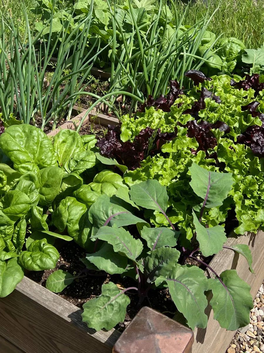 Quadratbeet mit Spinat, rotem und grünem Salat und Zwiebeln in Gartentanjas Garten am Bückeberg