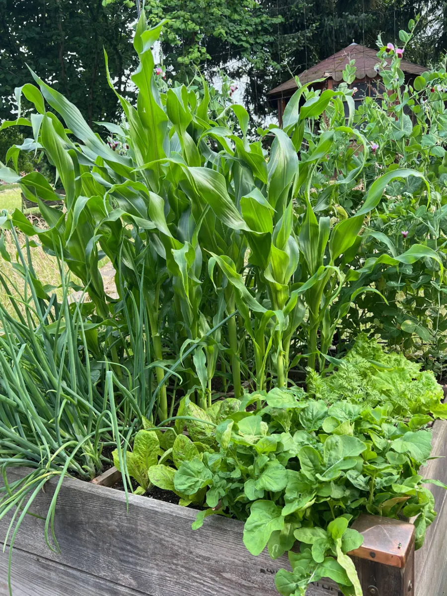 Quadratbeet mit Mais, Zwiebeln und Salat in Gartentanjas Garten am Bückeberg