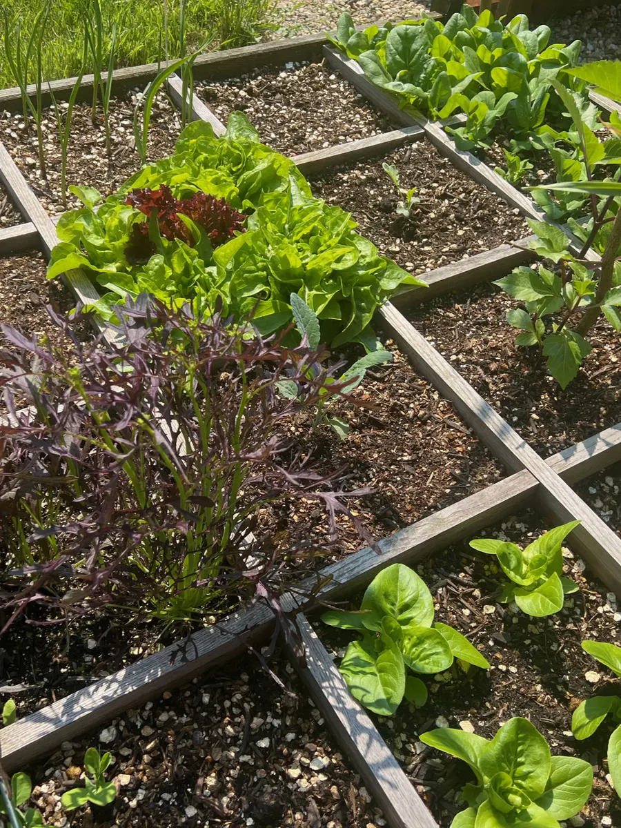 Quadrate mit rotem und grünem Salat und jungen Pflanzen in Gartentanjas Garten am Bückeberg