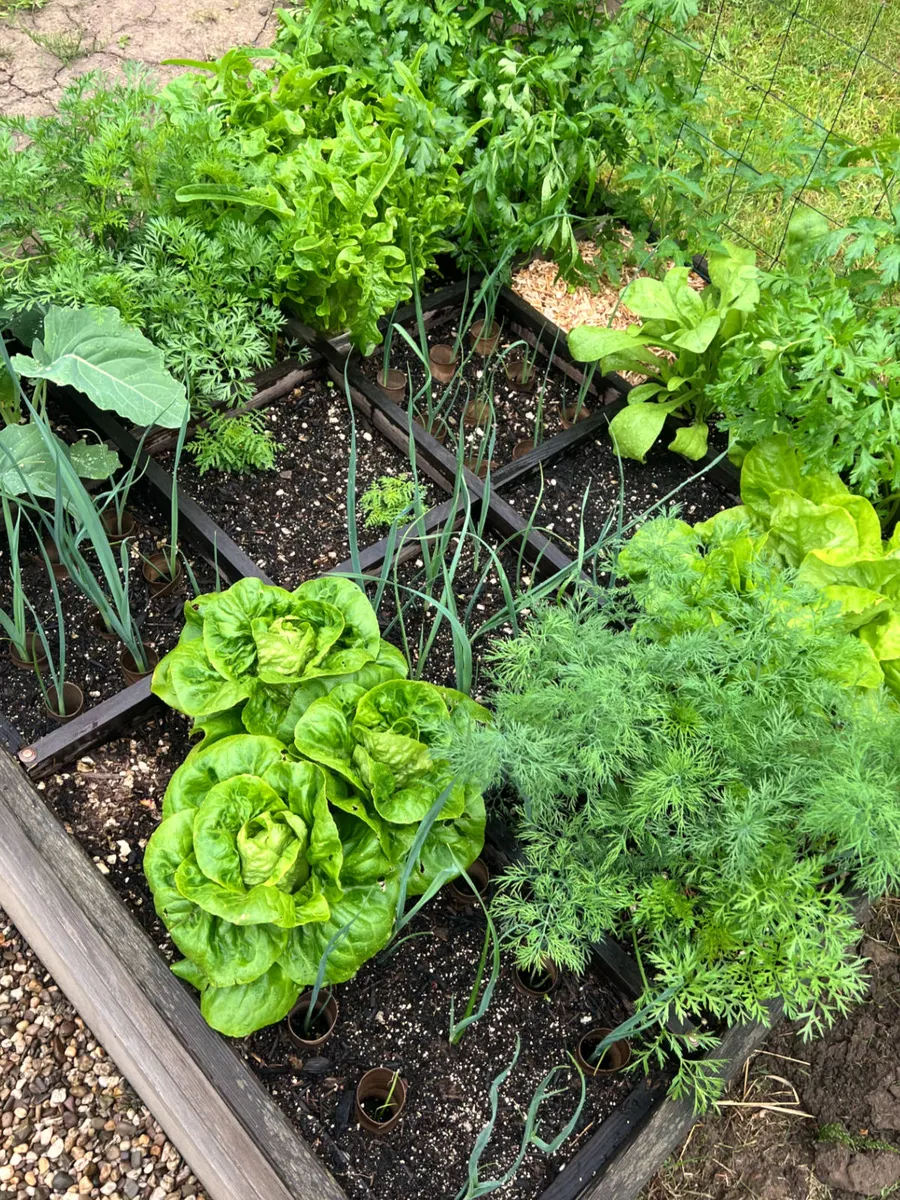 Quadratbeet mit Holzraster, Kopfsalat, Dill und Zwiebeln in Gartentanjas Garten am Bückeberg