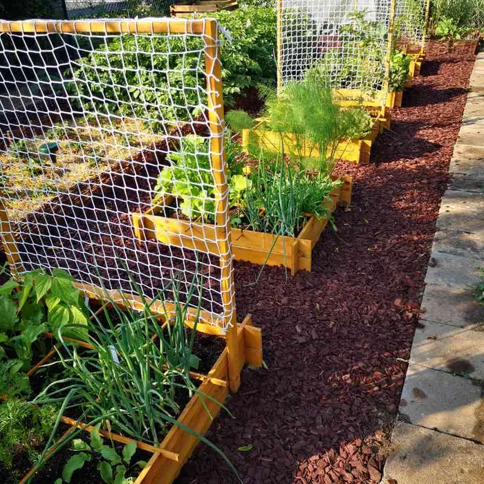 Quadratbeete aus hellem Holz mit Rankgittern in Claudias Schrebergarten