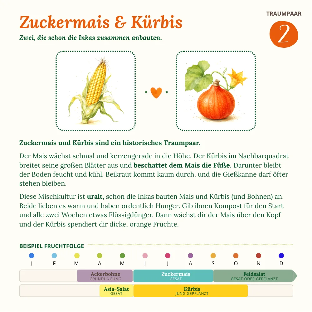 Seite aus dem Gartenheftchen: Traumpaar 2: Zuckermais und Kürbis mit Beispiel-Fruchtfolge