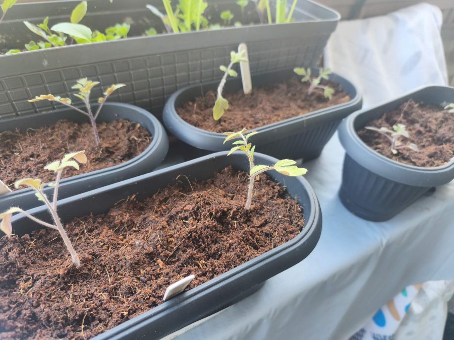 Mehrere kleine Setzlinge mit hellgrünen Blättern wachsen in brauner Erde in schwarzen Kunststofftöpfen auf einem Tisch. Dahinter ist ein rechteckiges Pflanzgefäß mit weiteren grünen Setzlingen zu sehen. Die Szene ist hell und scheint sich in einem Innenraum oder auf einem Balkon zu befinden.