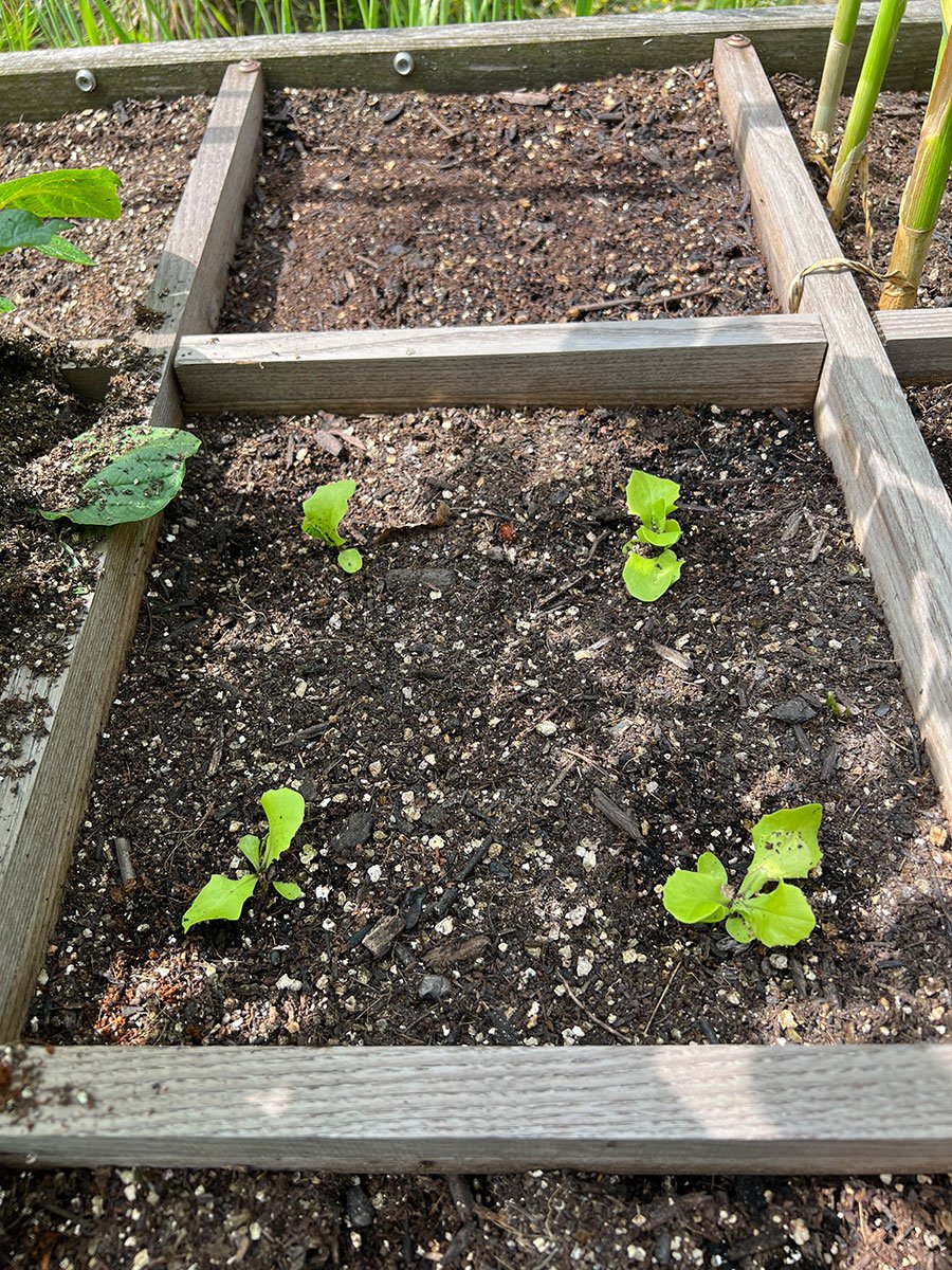 Vier kleine Salatpflanzen.