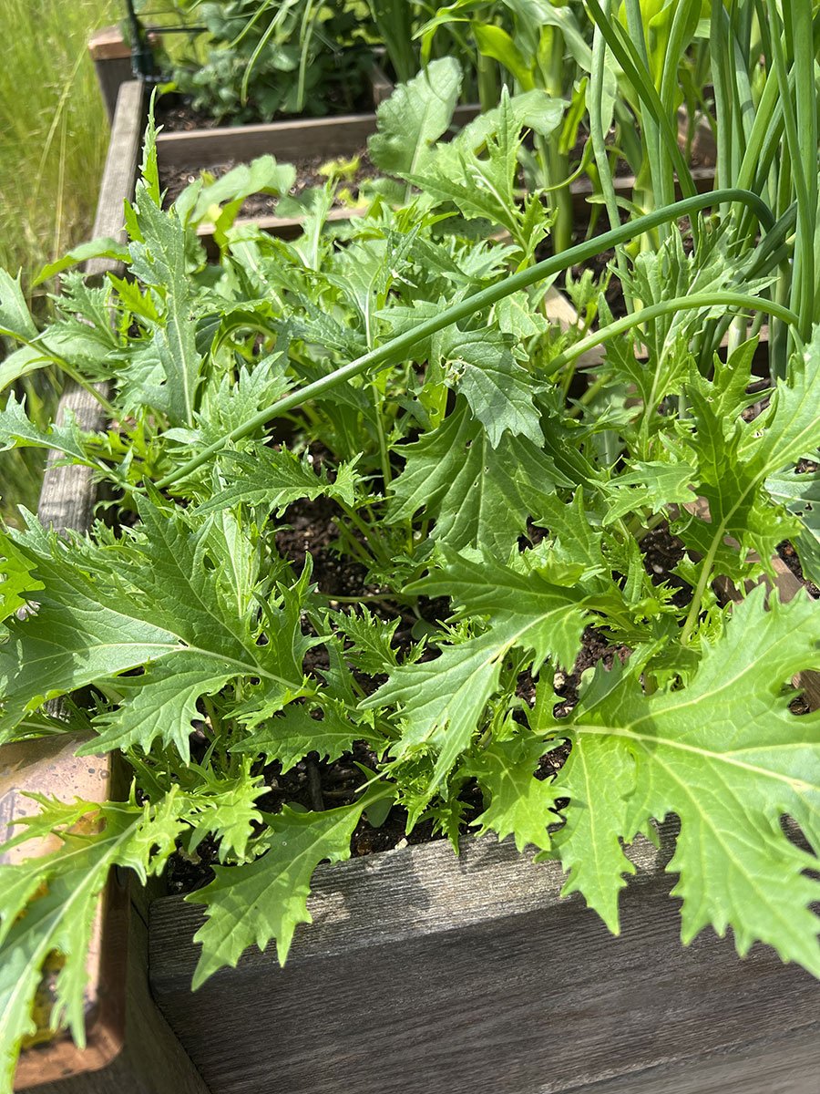 Mizuna-Salat-Pflanzen im Hochbeet