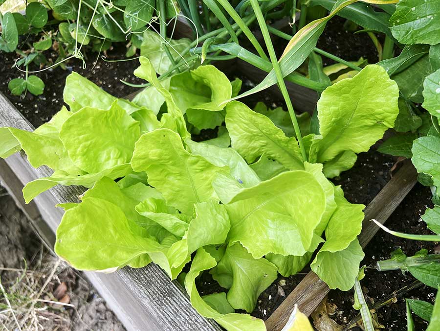 Junge Salatpflanze mit hellgrünen Blättern