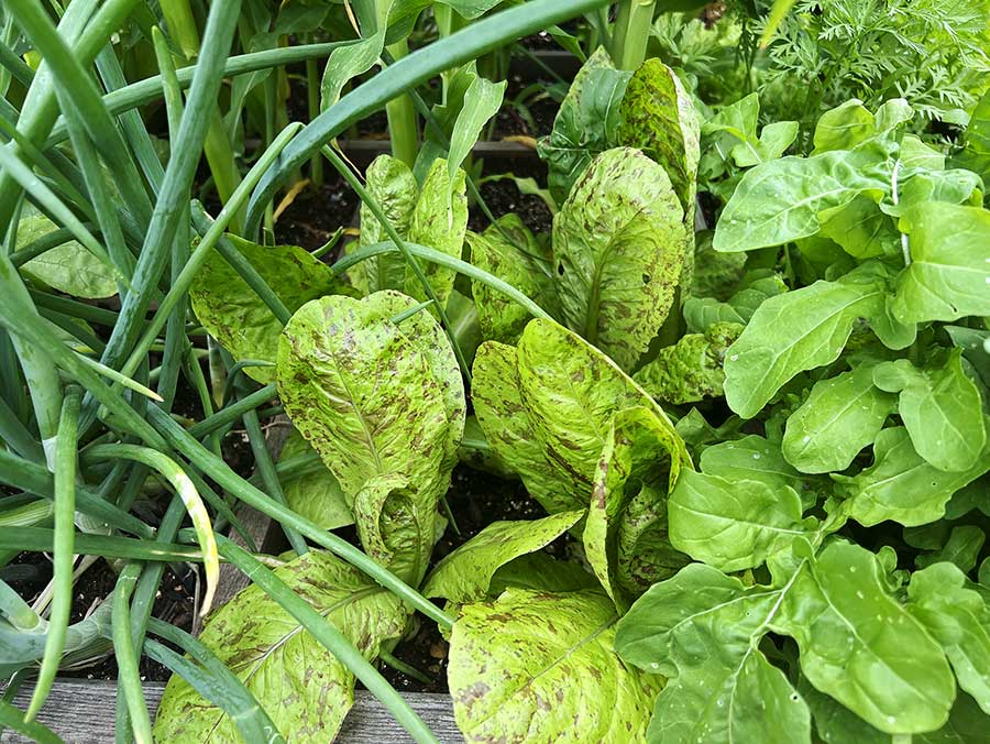 Gefleckte Salatpflanze.