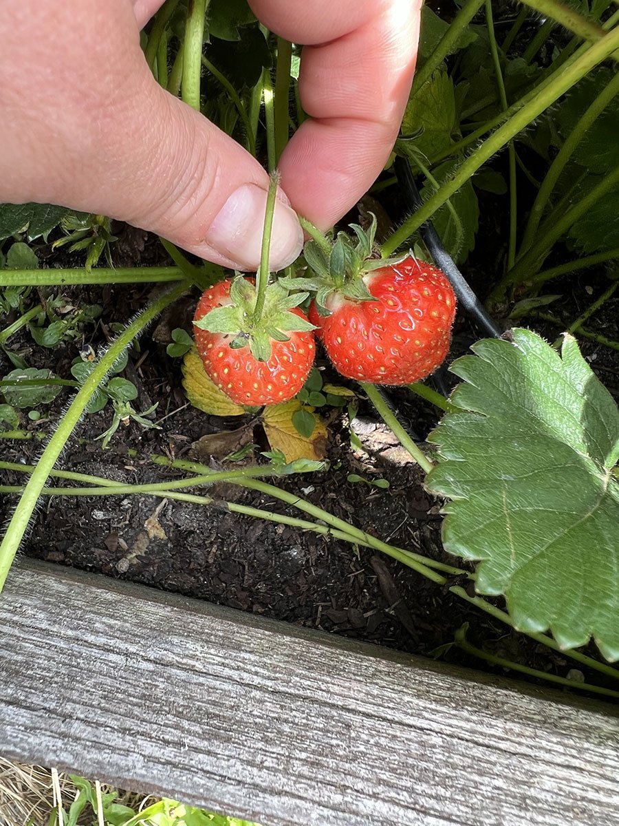 Zwei rote Erdbeeren an einer Pflanze
