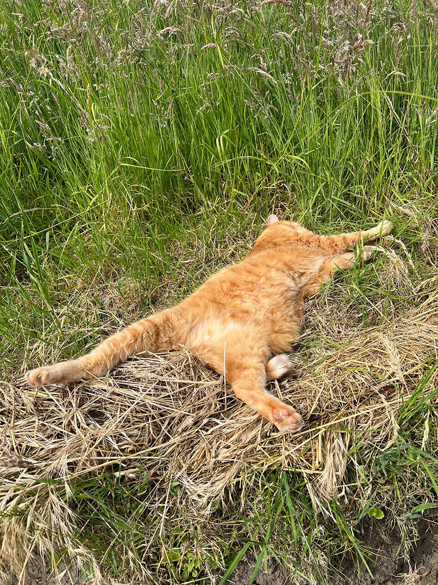 Rotgetigerte Katze liegt im hohen Gras