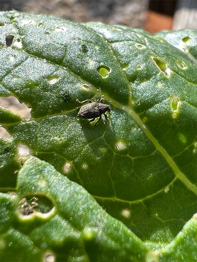 Kleiner dunkelgrauer Käfer mit Längsstreifen auf einem Blatt.