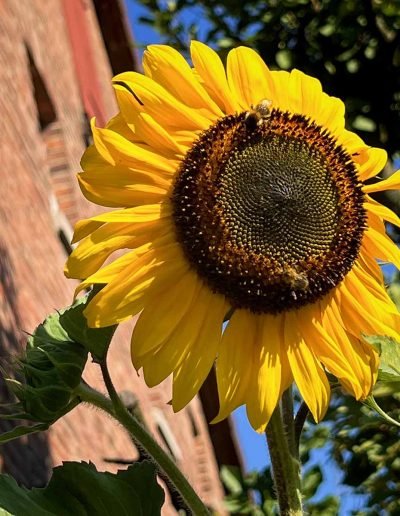 Blüte einer Sonnenblume mit Biene.
