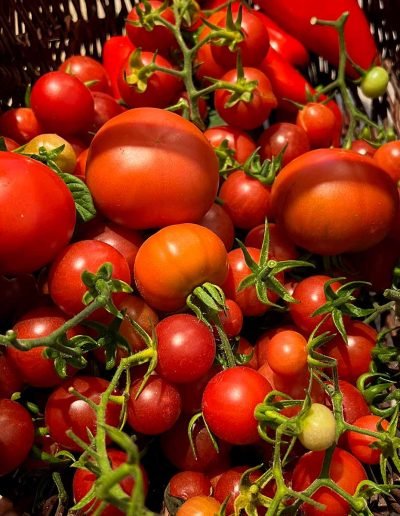 Korb mit großen und kleinen Tomaten.