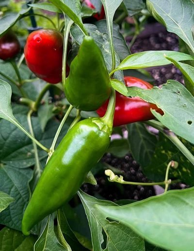 Paprika-Pflanze mit grünen und roten Früchten.