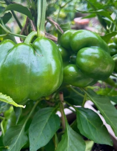 Große, grüne Paprika an der Pflanze.