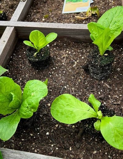 Salatpflanzen im Quadrat.
