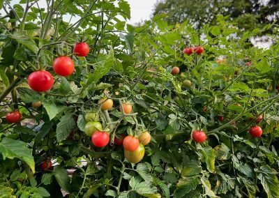 Tomatenpflanze mit zahlreichen kleinen roten Tomaten.