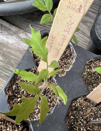 Kleine Tomatenpflanze