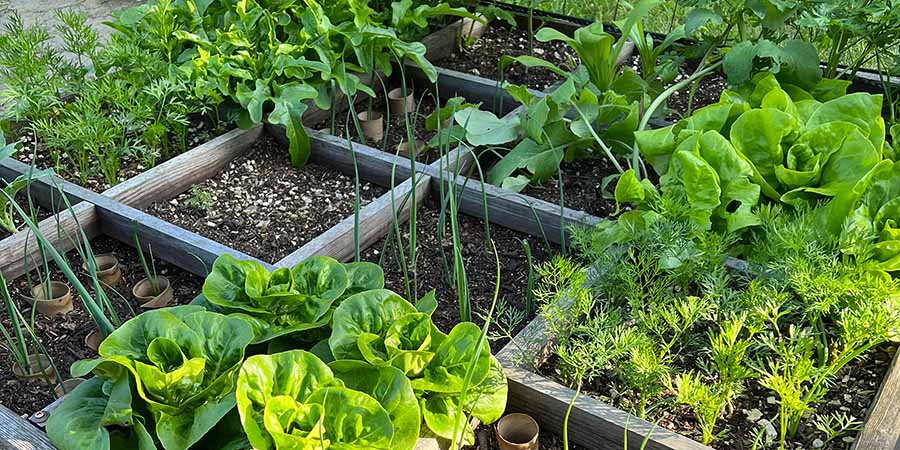 Square Foot Gardening Beet mit Salat, Möhren und Lauch