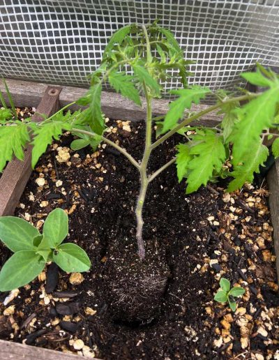 Tomaten-Jungpflanze wird eingepflanzt