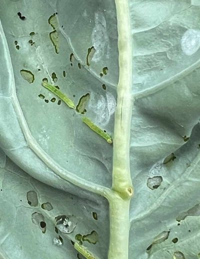 Grüne Raupen auf der Blattunterseite vom Kohl