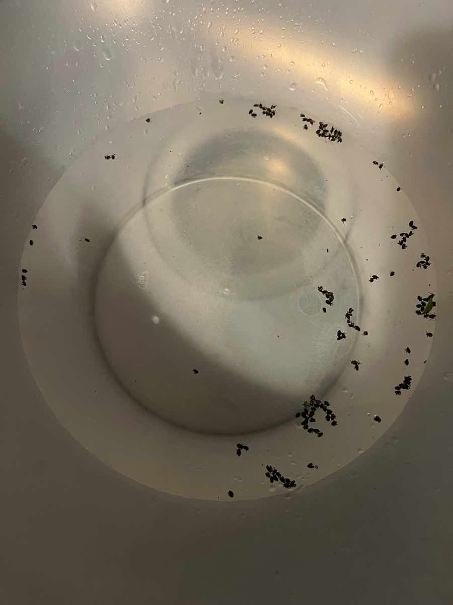 Kleine schwarze Käfer in einer Schüssel Wasser.