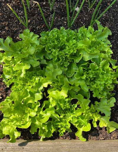 Junge Salatpflanzen im Quadrat