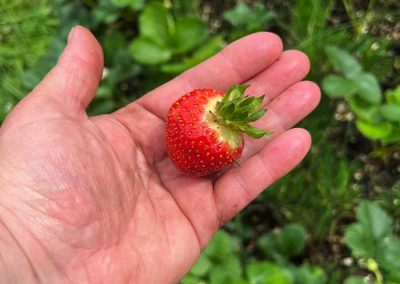 Rote große Erdbeere in der Hand.