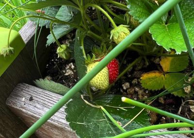 Erdbeer-Früchte an der Pflanze