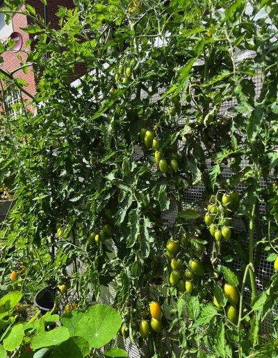 Tomatenpflanze mit vielen grünen, ovalen Früchten.