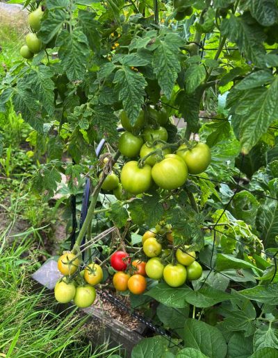 Viele grüne und eine rote Tomate am Strauch.