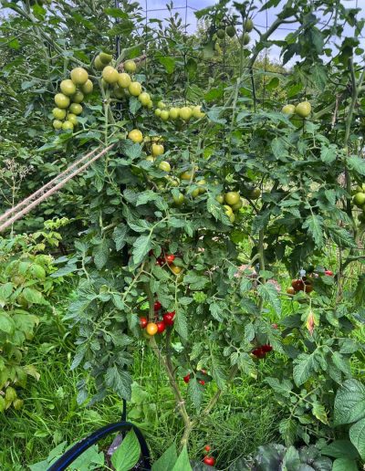 Tomatenpflanze mit vielen Früchten am Ranknetz
