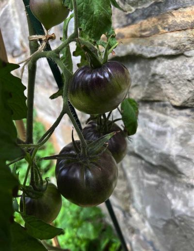 Schwarze Tomaten am Strauch