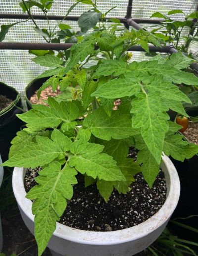 Tomatenpflanze im Kübel