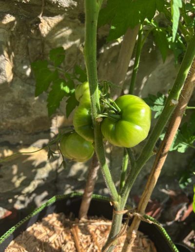 Grüne Tomaten am Strauch