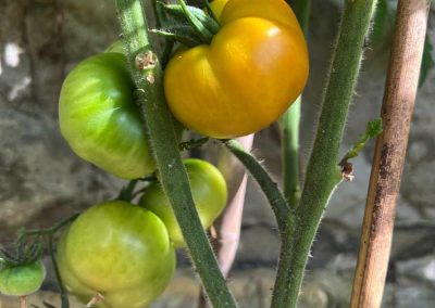 Reifende Tomate an der Pflanze.