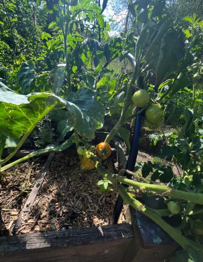 Tomatenpflanze im Quadratbeet