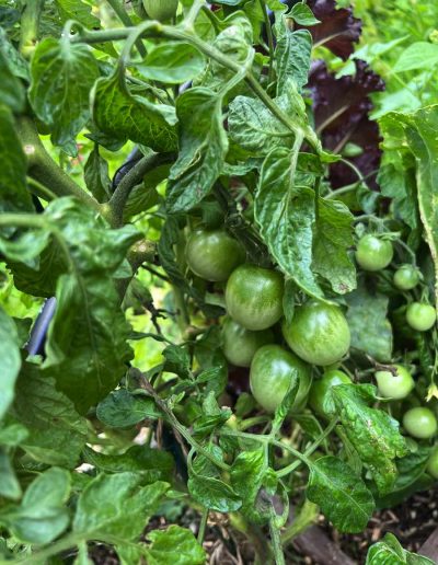 Rispe mit grünen Tomaten am Strauch
