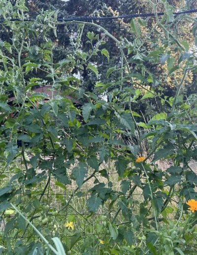Tomatenpflanze am Ranknetz.