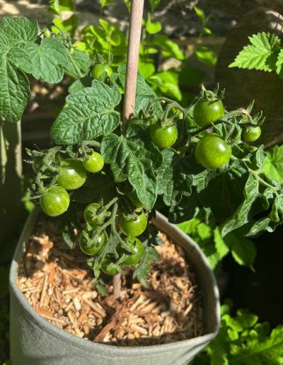 Kleine Tomatenpflanze mit grünen Früchten.