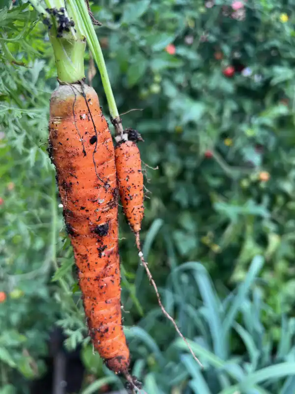 Zwei Karotten groß und klein.
