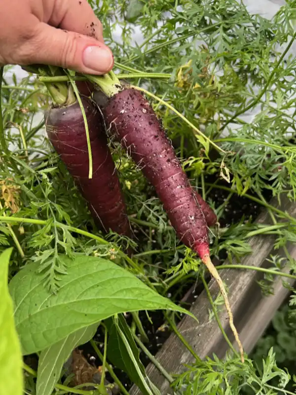 Eine Person hält zwei lila Karotten in einem Garten.