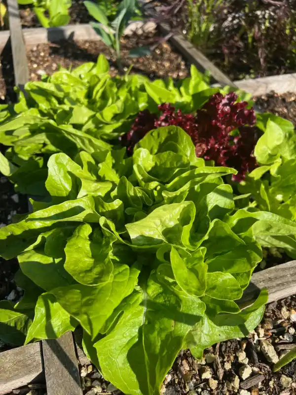 Roter und grüner Salat wächst in einem Hochbeet in einem Garten.
