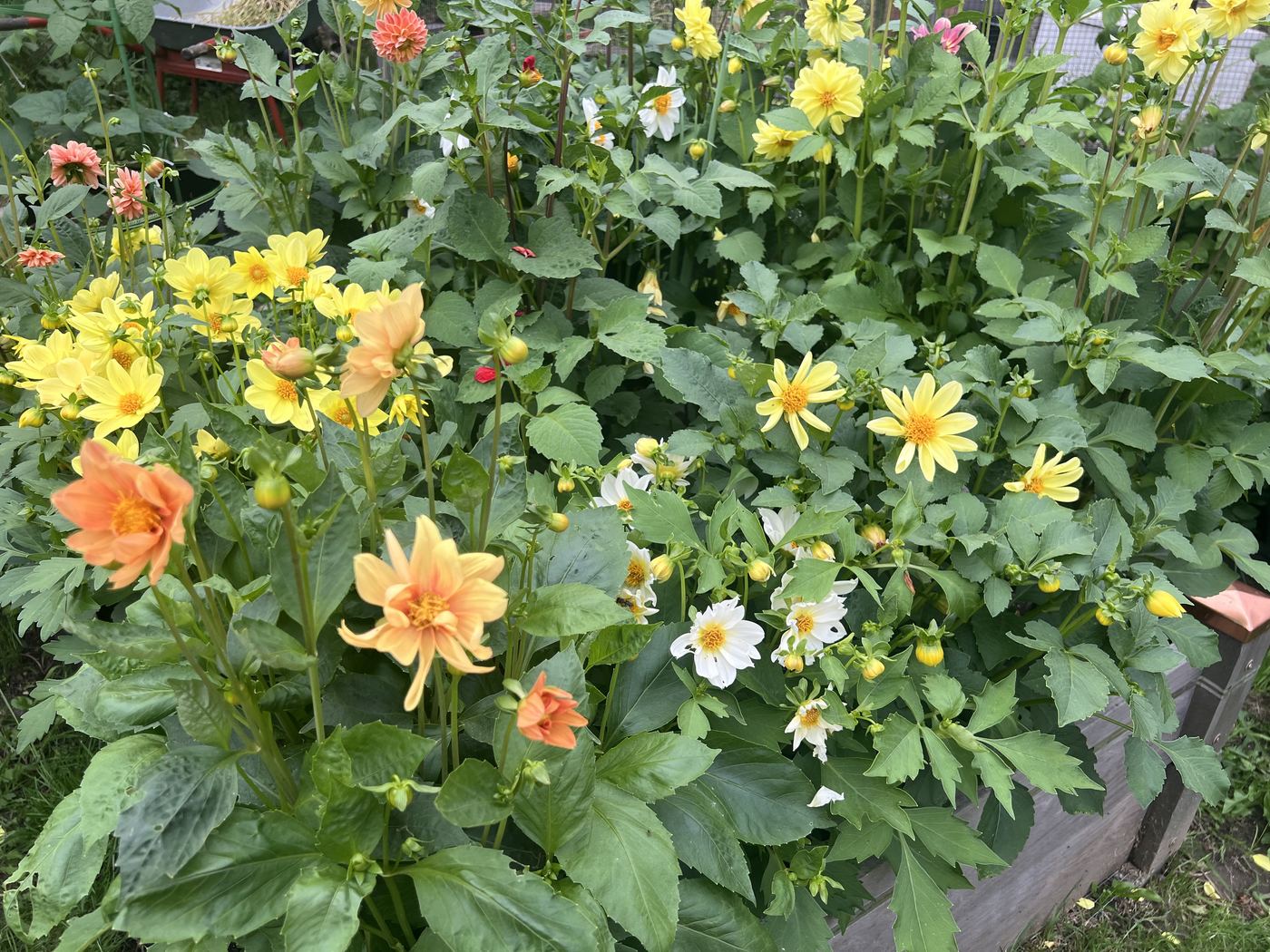 Quadratbeet voller Dahlien in Gelb, Orange, Weiß und Rosa