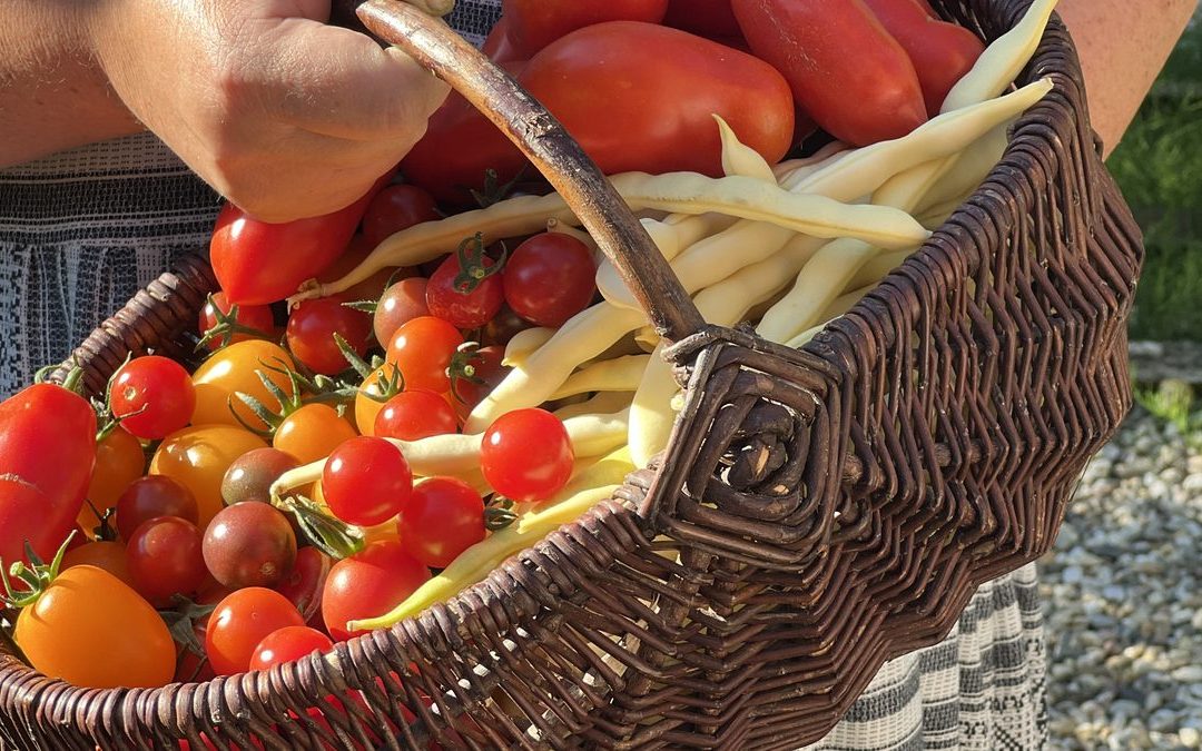 Eine Hand hält einen Weidenkorb, der mit gelben Wachsbohnen, roten und orangefarbenen Tomaten sowie Kirschtomaten gefüllt ist. Die Person trägt ein gemustertes Kleid. Das Sonnenlicht lässt das bunte Gemüse strahlen. Im Hintergrund sind Kies und grüne Pflanzen verschwommen zu sehen.