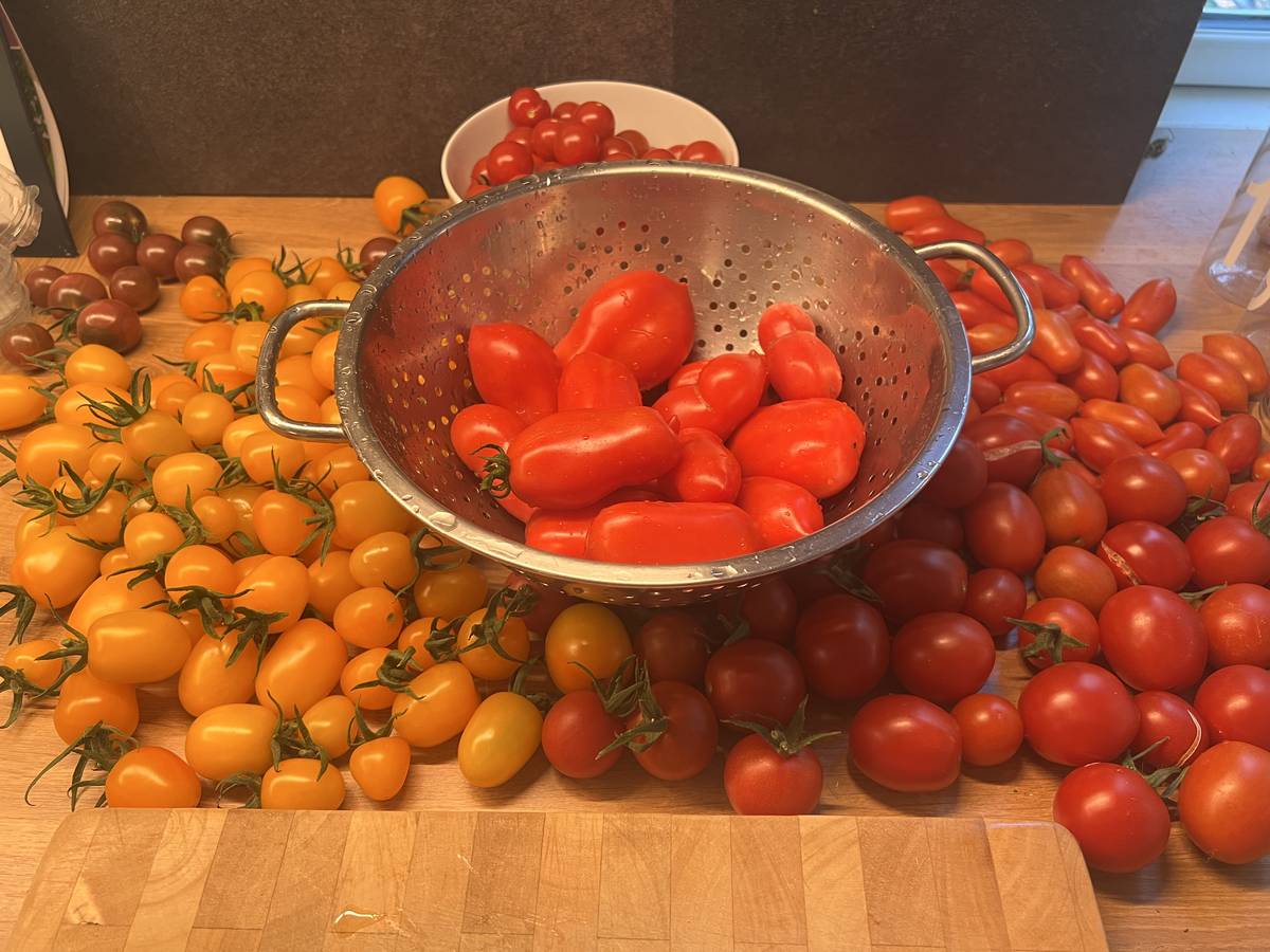 Auf einer Holztheke steht ein mit länglichen roten Tomaten gefülltes Metallsieb, umgeben von verschiedenen bunten Tomaten – gelben, orangefarbenen, roten und violetten –, von denen einige noch an ihren Ranken hängen. Im Hintergrund steht eine weiße Schüssel mit kleinen roten Tomaten. Gesamt: 297 Zeichen.